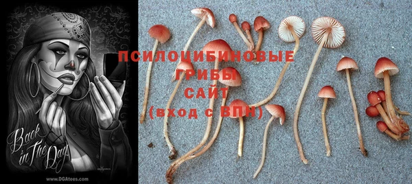 сатива Волоколамск
